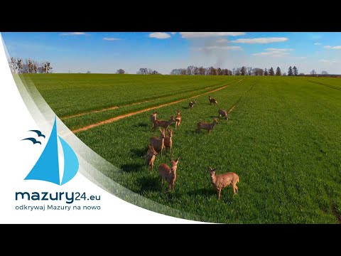 Mazurskie sarny na świątecznym spacerze