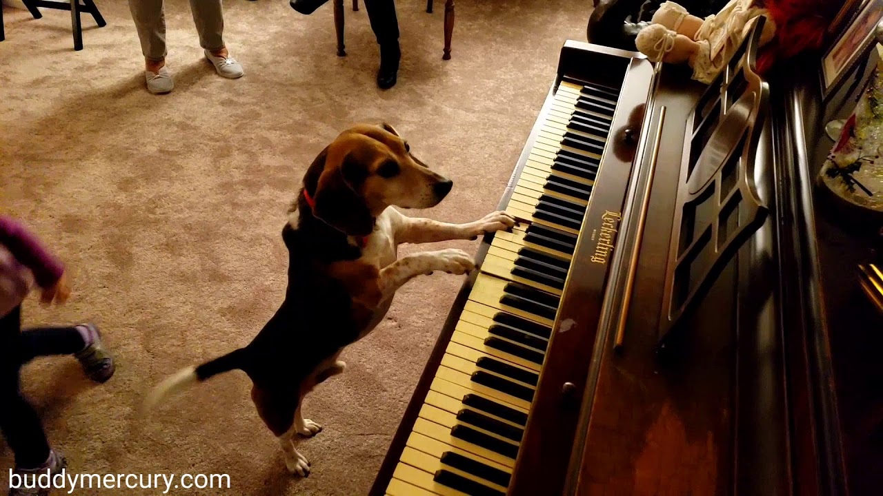 Cute beagle surprises family by writing a new song! AROO!