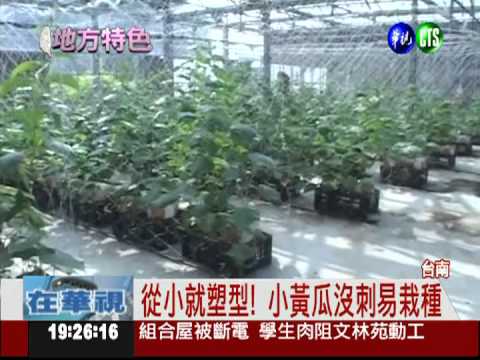 新品種小黃瓜! 星.心造型超可愛