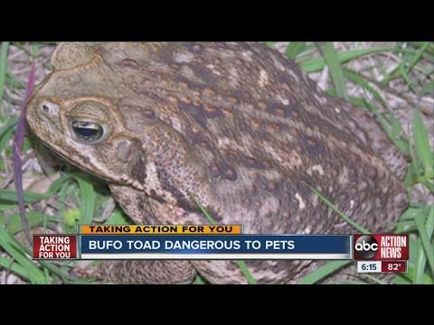 paraziták bufo regulais