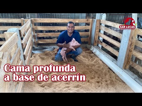 , title : 'Cama profunda para cría de cerdos | Medidas y materiales | Granja San Lucas'