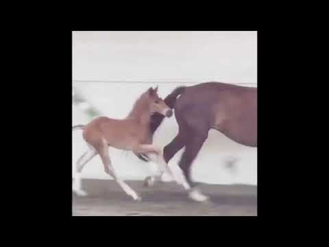 Secret x Florestan ( mother full sister to Florencio!!!)