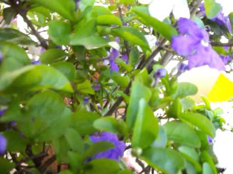 Manacá de Cheiro (Brunfelsia uniflora) - YouTube