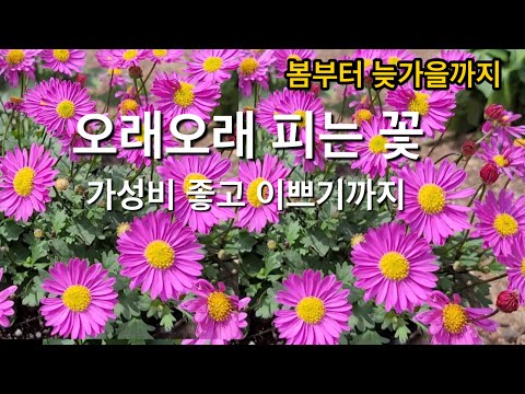 , title : '봄부터 늦가을까지 오래오래 피는 꽃 12가지 // 가성비 좋고 이쁘기까지'