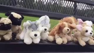 High Dive Heart - Playground Clean Version - Webkinz Music Video