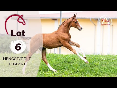 Alle Informationen zu den Fohlen finden Sie auf www.fohlenauktion.at - Lot6