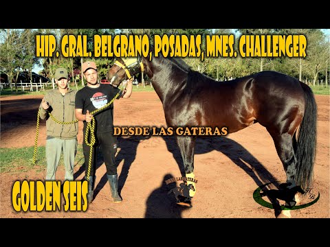 GOLDEN SEIS - LA PREVIA - COPA CHALLENGER 2024