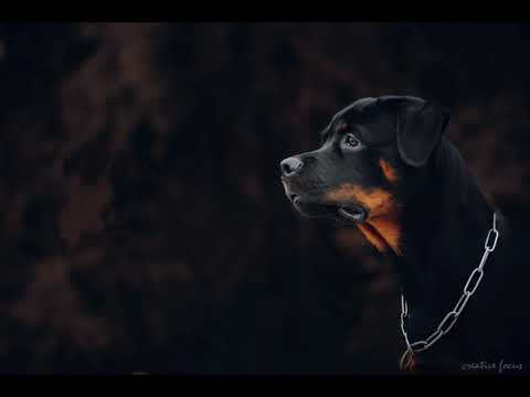 Rottweiler 🐾 whatsapp mass status | 5 Months old Rottie JD