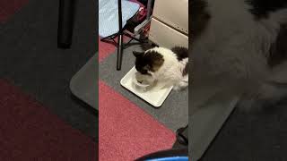 カリカリ食べる猫【ノル猫ミロシー】 #shorts
