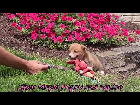 Silver Maple Kaylene Cute Corgi Puppy