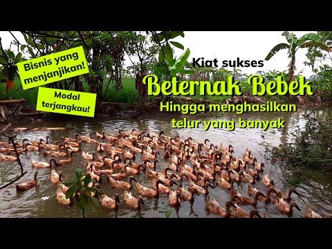 , title : 'Ribuan telor bebek siap jadi duit...!! Pensiunan guru ini sukses beternak bebek petelur ribuan ekor.'