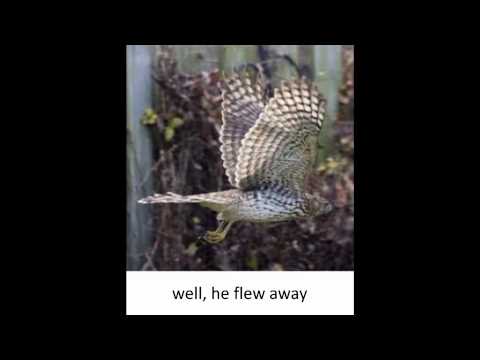 The Morlocks - My Friend The Bird (lyrics on screen)