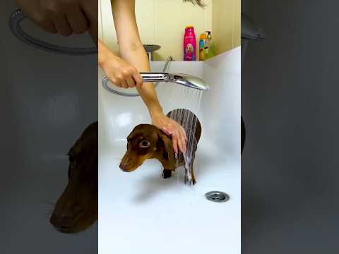 Rani helps a homeless puppy #viralshorts #youtubeshorts