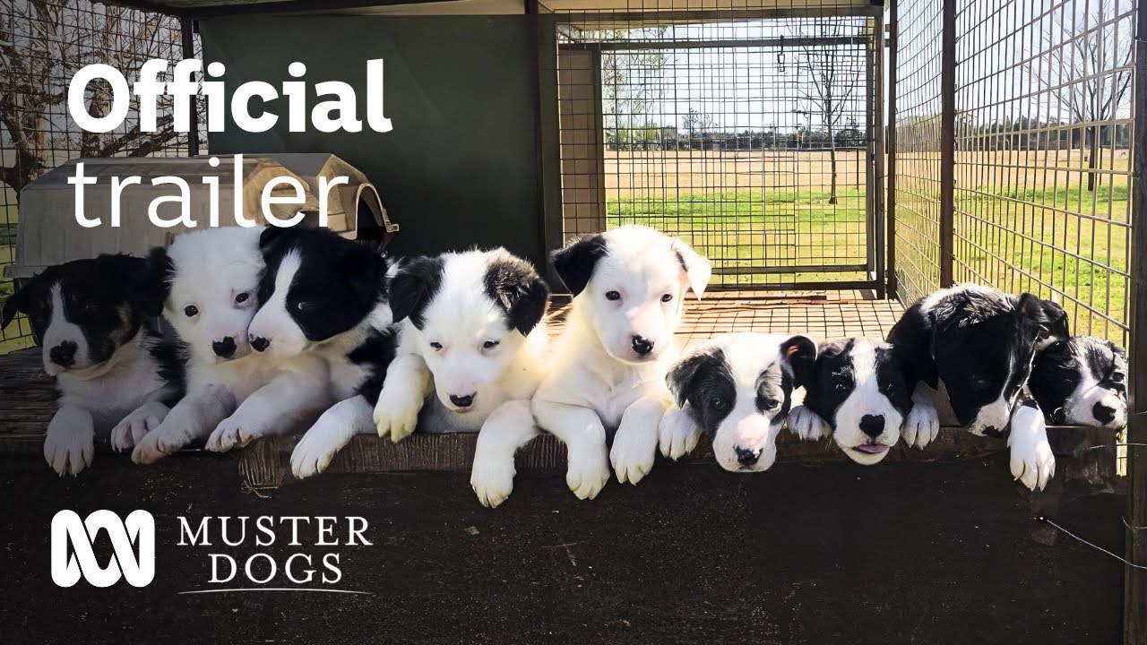 Muster Dogs Season 2 Official Trailer | ABC Australia