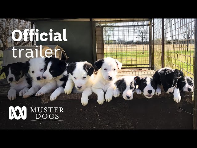 Muster Dogs Season 2 Official Trailer | ABC Australia