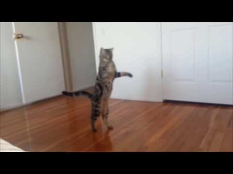 YouTube video about: What cat walks on two legs joke?