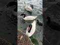 Frisky Swans Lake Eola Park In Florida Swan Shorts Birds FeatheredFriends Orlando Swans