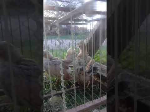 Entre ríos viene pisando fuerte !!! Juancito Benedetti#gualeguaychú #entrerios .#seramas #gallinas #