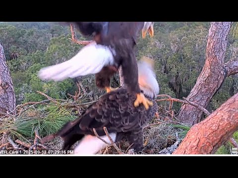NEFL Eagles ~ Beau's 1st Mating Attempt On Nest! Gabby Is Not In The Mood! Nestorations! 💕😂 9.12.25