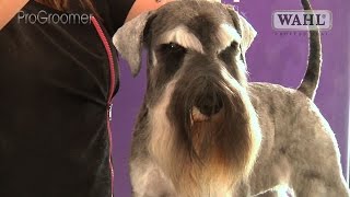 Grooming Guide - Miniature Schnauzer Pet Trim - Pro Groomer