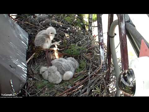 Red-tailed Hawk Chick Casts A Pellet – May 8, 2018