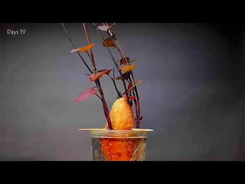 #cat dancing tapioca#dancingtiktok #catcut #catcute #catcat #tiktok #tik_tok #ti