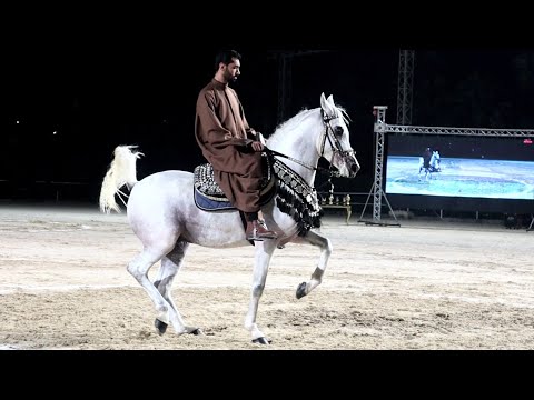 الريس و سيد البيطار بطولة مصر الدولية لأدب الخيول العربية 2021