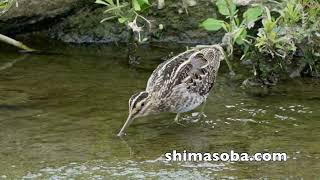 今季3羽目となるヤツガシラ発見(動画あり)