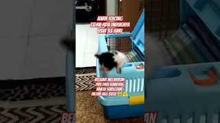 Download lagu Umur 33 Hari Anak Kucing Tidak Ada Induknya Sudah Bisa Kabur Dari Kandangnya #shorts #kucing #kitten mp3 Download lagu Umur 33 Hari Anak Kucing Tidak Ada Induknya Sudah Bisa Kabur Dari Kandangnya #shorts #kucing #kitten mp3