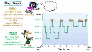 Stages of Sleep - non-REM, REM, Sleep Studies