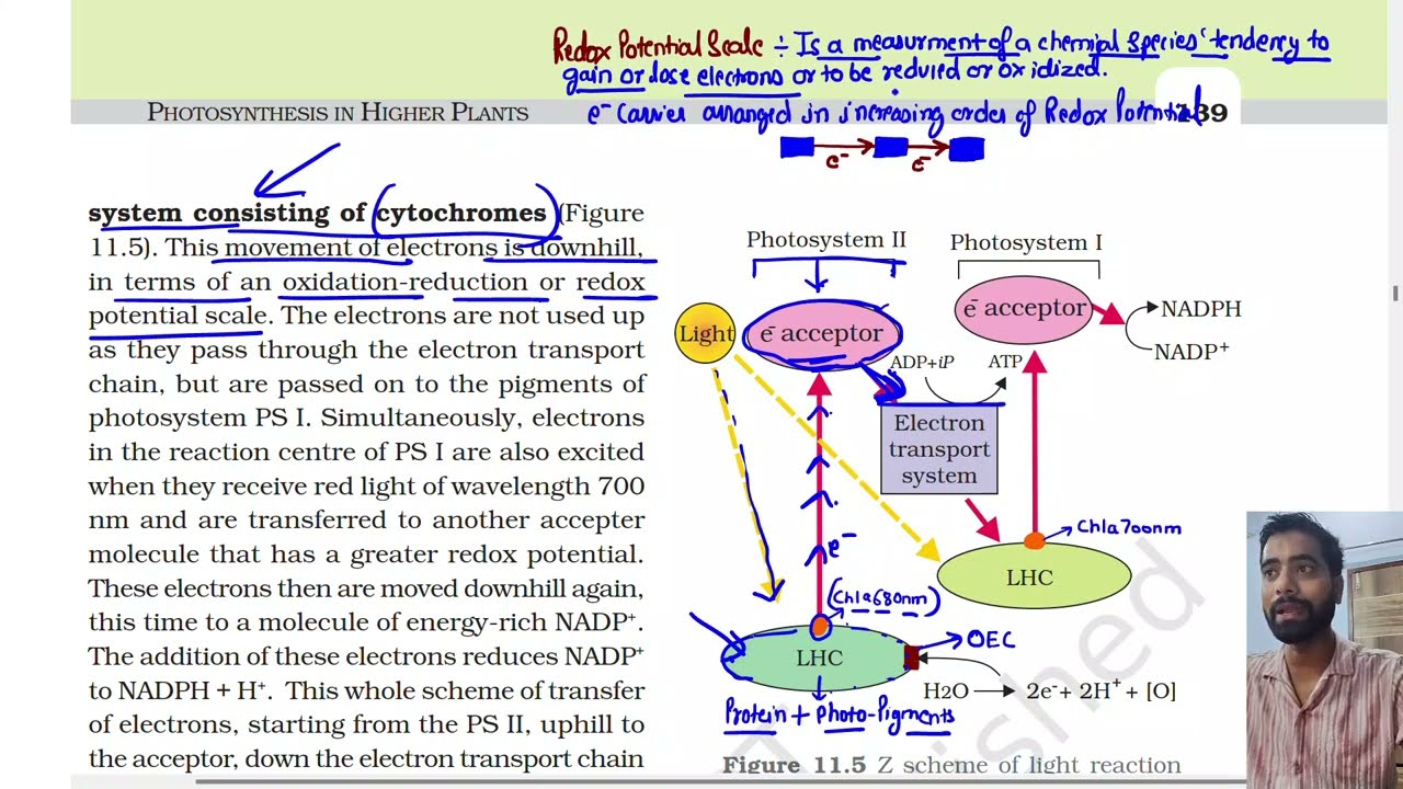Part 6, The Electron Transport, Z scheme in Photosynthesis, Class 11th Biology Ncert