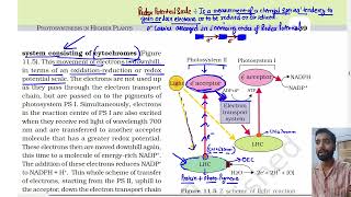 Part 6, The Electron Transport, Z scheme in Photosynthesis, Class 11th Biology Ncert