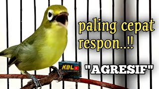 Download lagu CIAK CIAK JOSS KECIAL KUNING AMPUH||PANCINGAN KECIAL MALAS BUNYI|| mp3