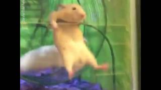 Hamster in a wheel