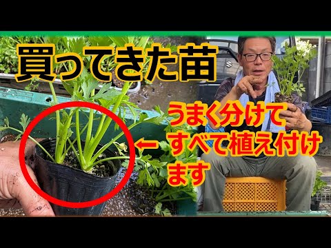 園芸 パーペチュアルセロリ、ラベージ、マウンテンアッシュ