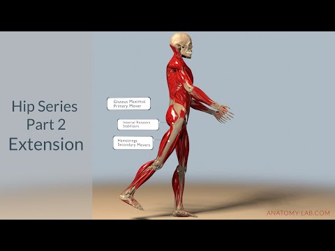 Understanding Hip Extension: Anatomy, Muscles, and Range of Motion
