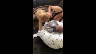 animales El perro cubre al bebé