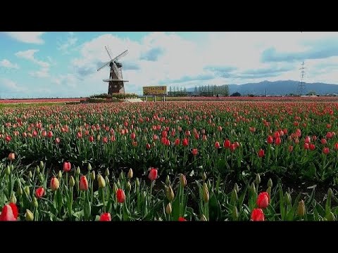 【Gosen City Channel】「花心泉心」～Tourism～