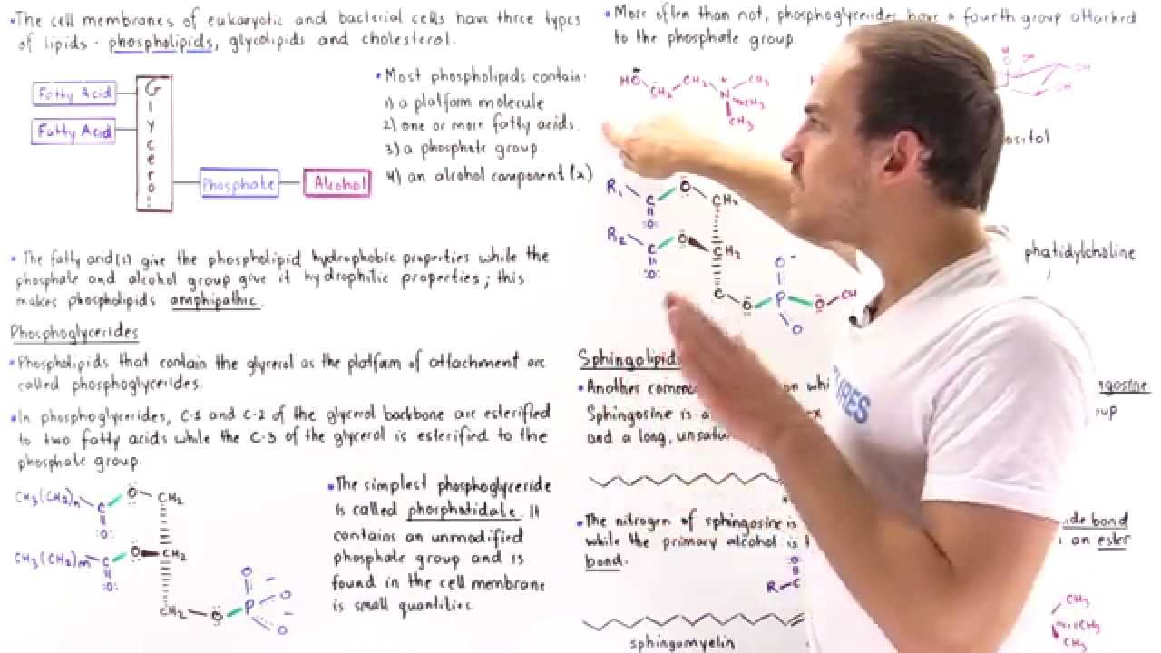 Phospholipids - YouTube