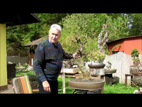 INTERNATIONAL BONSAI ACADEMY with Walter Pall - Episode XIII - Difficult Fagus sylvatica