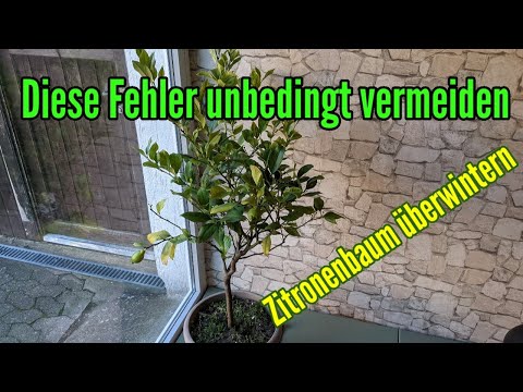 , title : 'Zitronenbaum überwintern - Diese FEHLER unbedingt vermeiden'