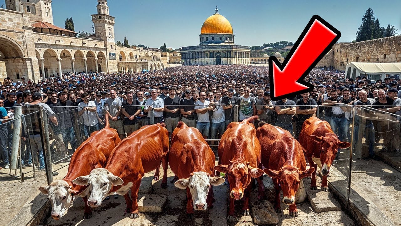 Red Cow arrives in Israel: construction on the Third Temple is about to begin.