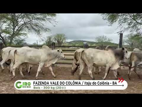 BOIADA SUPLEMENTADA A PASTO ATINGE 20 ARROBAS NA BAHIA; CONFIRA