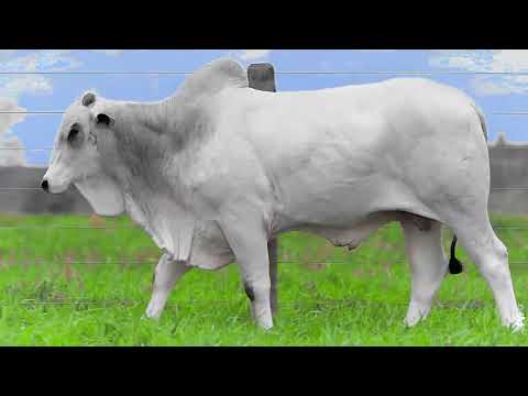 TOURO NELORE - 765 ACN - ACNN 765