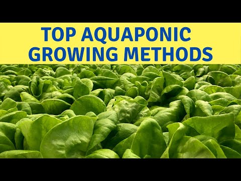 , title : 'Top Aquaponics Systems and Hydroponics.'