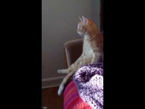 This cat has seen it all!!