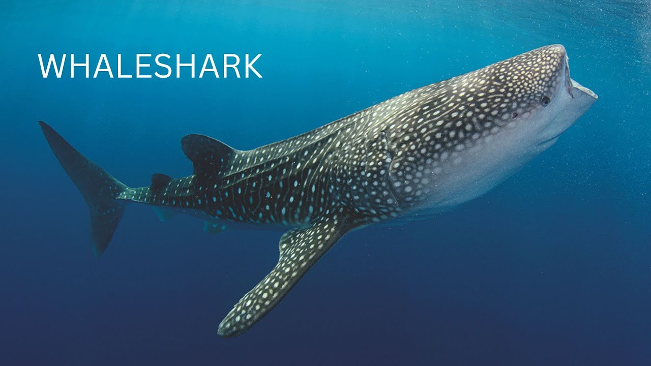 Whale Sharks: Gentle Giants of the Deep Facing Endangered Status