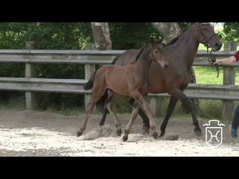 PI019 Hengstfohlen von Adagio de Talma - Connor - Esteban xx