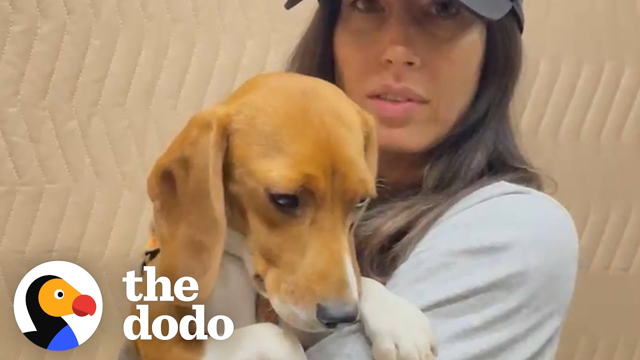 Shaking Beagle Rescued From Lab Becomes So Playful | The Dodo