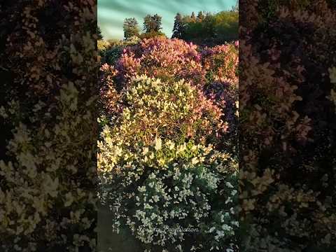 Запах сирени | CONTRAST, SPVRROW, finesse scar